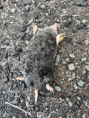 Coast Mole observed by jaltemus