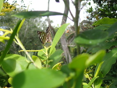 Phaedyma columella singa