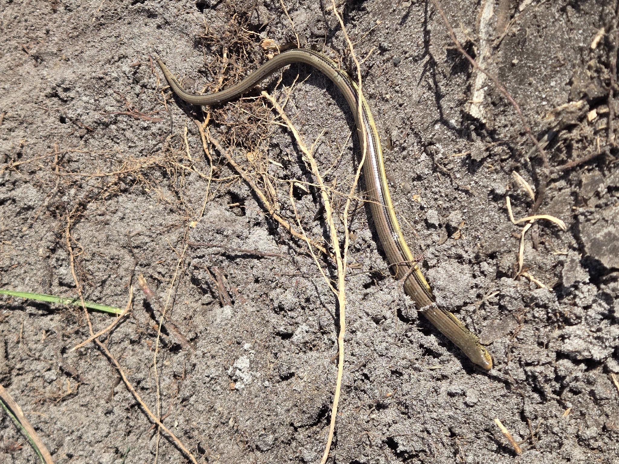 Ophisaurus ventralis (Linnaeus, 1766)