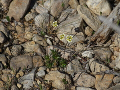 Draba sambukii
