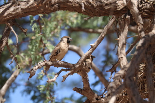 Sociable Weaver (Philetairus socius), photo 1