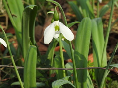 Galanthus elwesii