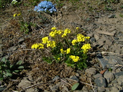 Draba ochroleuca