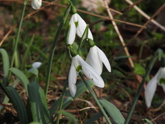 Galanthus elwesii