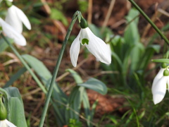Galanthus elwesii