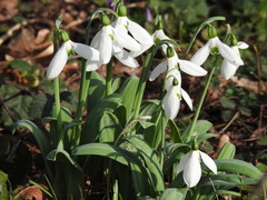 Galanthus elwesii