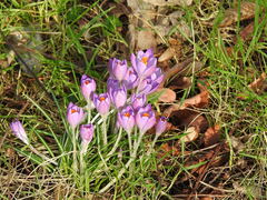 Crocus