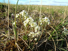 Draba ochroleuca