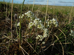 Draba ochroleuca