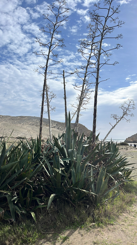 Foto de Sisal