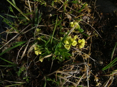 Draba ochroleuca