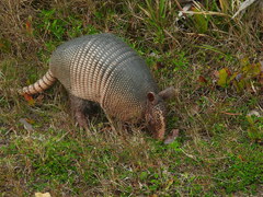 Dasypus novemcinctus image