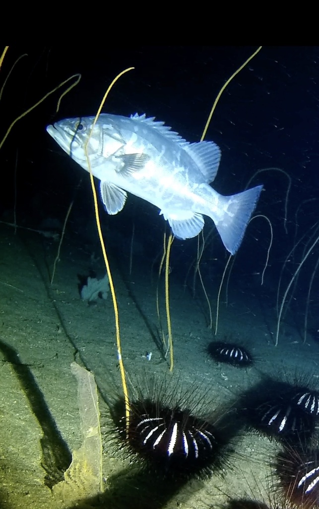 Atlantic wreckfish (Polyprion americanus) — Polyprionidae