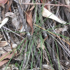 Hypoxis hygrometrica