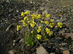 Draba pilosa