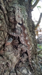 Southern Tree Agama photo 2