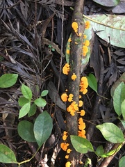 Favolaschia calocera