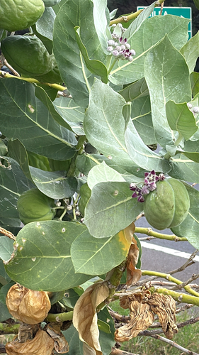 Calotropis procera observed 2026-01-22