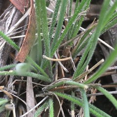 Hypoxis hygrometrica