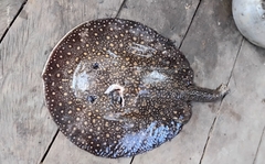 Antenna Ray photo 5