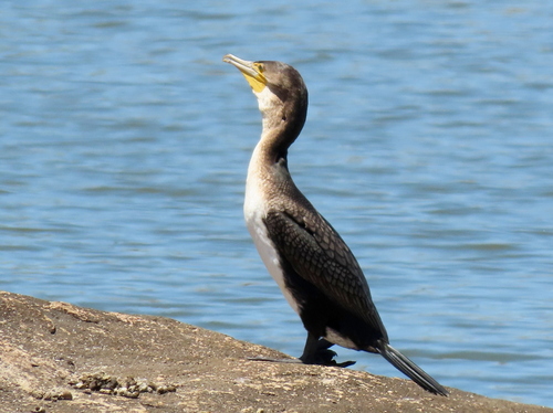 iNaturalist: (c) Gigi Laidler, some rights reserved (CC BY-NC), uploaded by Gigi Laidler iNaturalist image