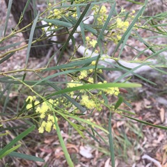 Acacia betchei