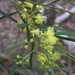 Red-tip Wattle - Photo (c) jayn, some rights reserved (CC BY-NC), uploaded by jayn
