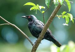 Asian Glossy Starling photo 1