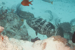 Epinephelus malabaricus