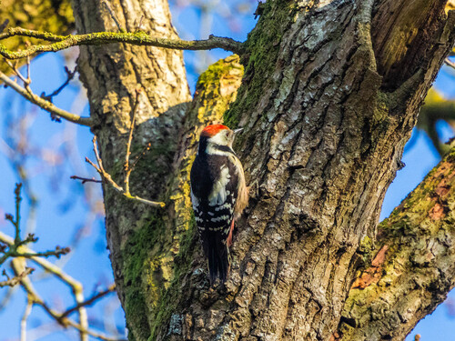 Middle Spotted Woodpecker, Beetsterzwaag, Nederland, photo 4 of 10