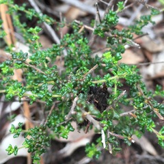 Dodonaea hirsuta