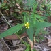 Sigesbeckia australiensis - Photo (c) jayn, algunos derechos reservados (CC BY-NC), subido por jayn