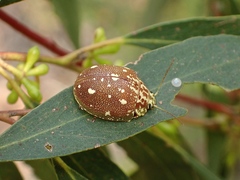 Paropsis marmorea
