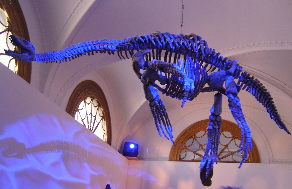 Elasmosaurs