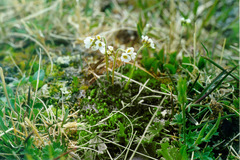 Draba parvisiliquosa