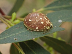 Paropsis marmorea