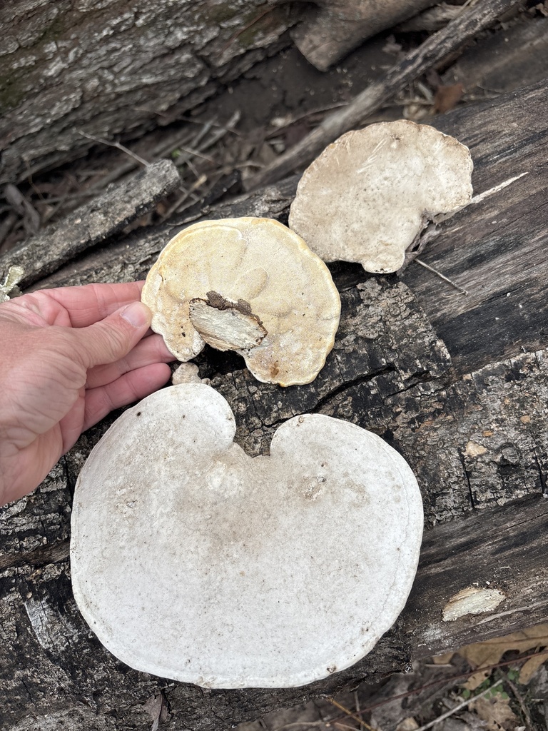 Trametes aesculi · January 2026 · photo: © sambiology (iNaturalist, cc-by)
