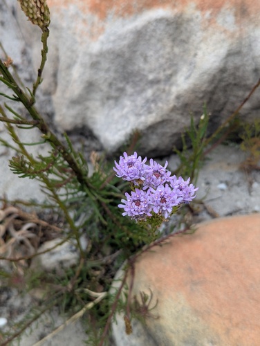 Pseudoselago spuria, photograph 6