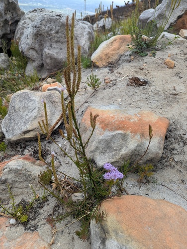 Pseudoselago spuria, photograph 5