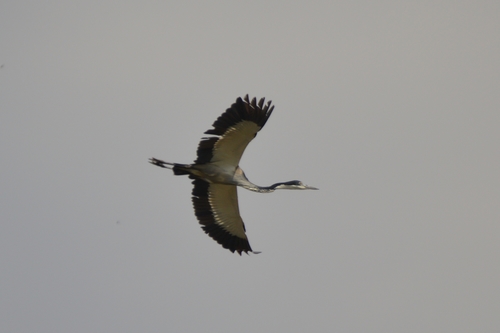 Ardea melanocephala