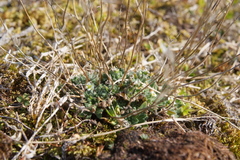 Draba parvisiliquosa