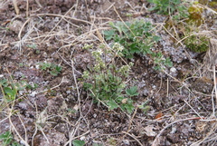 Draba parvisiliquosa