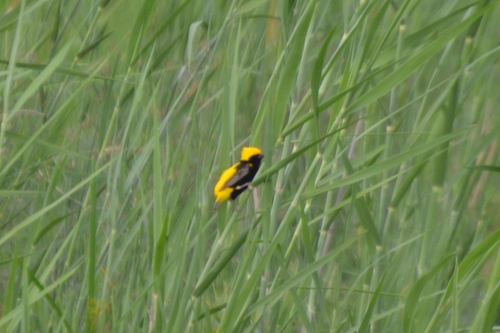 Euplectes afer