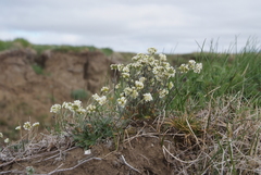 Draba parvisiliquosa