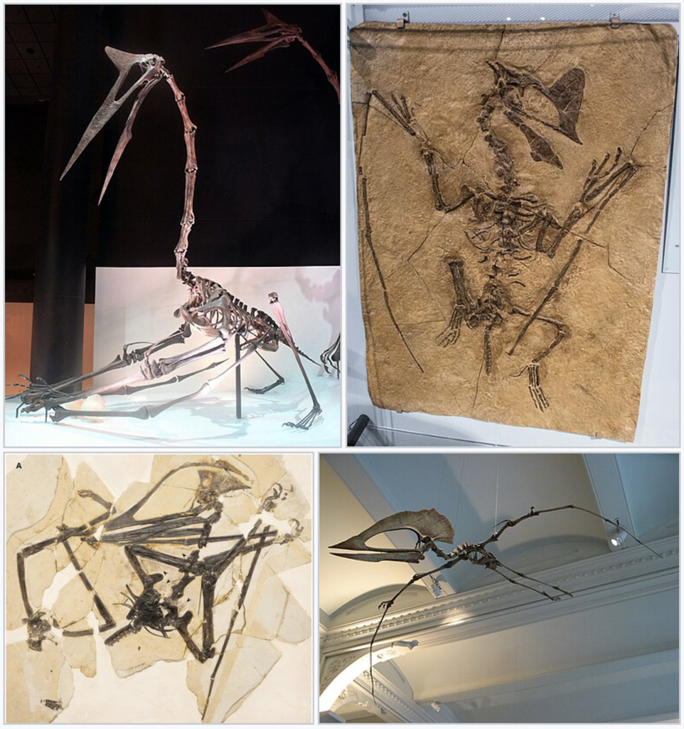 Ornithocheiroid Pterosaurs