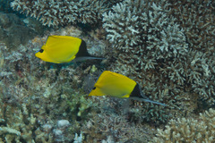 Forcipiger longirostris