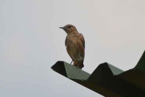 Oenanthe familiaris