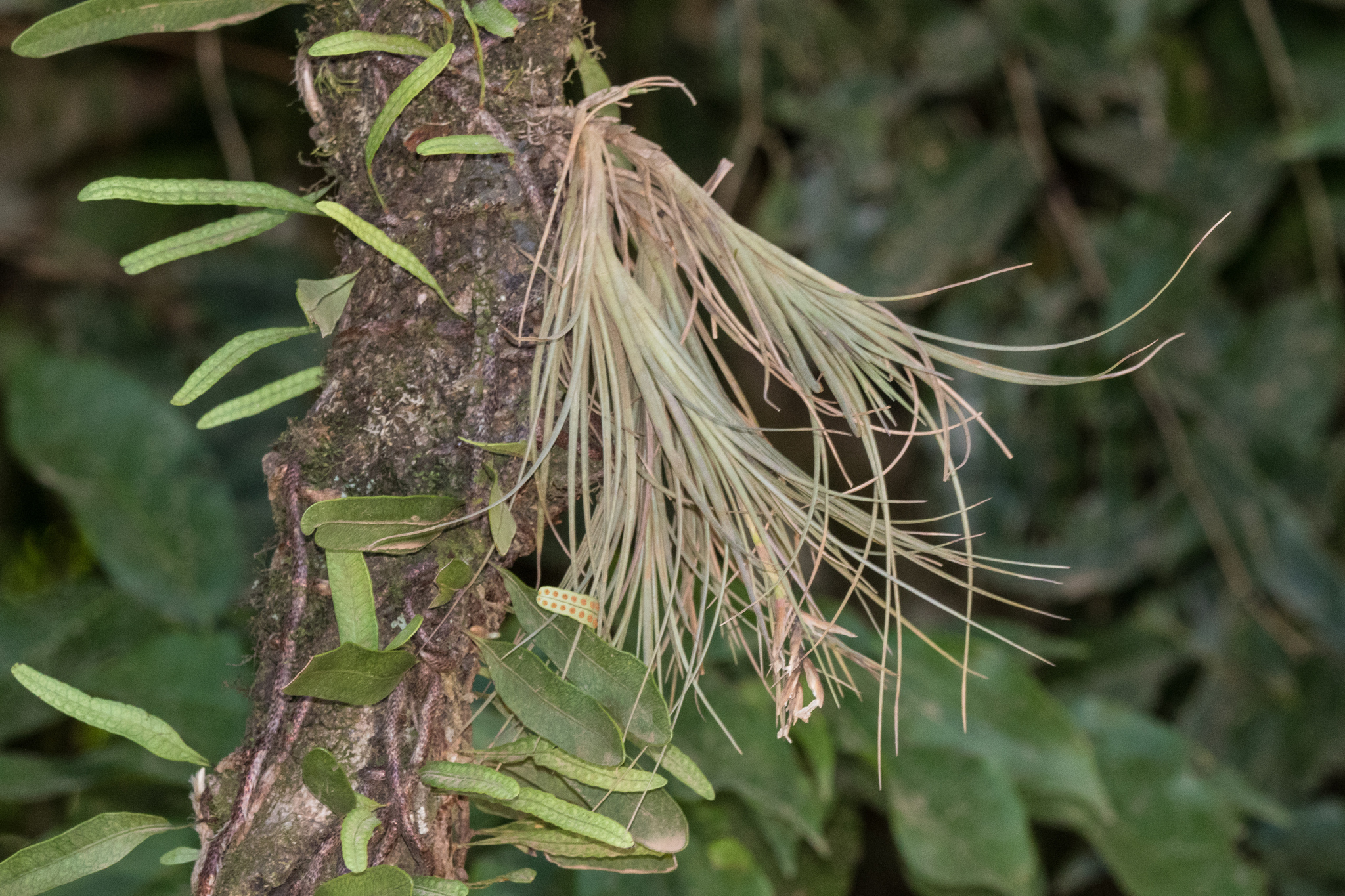 Tillandsia tenuifolia