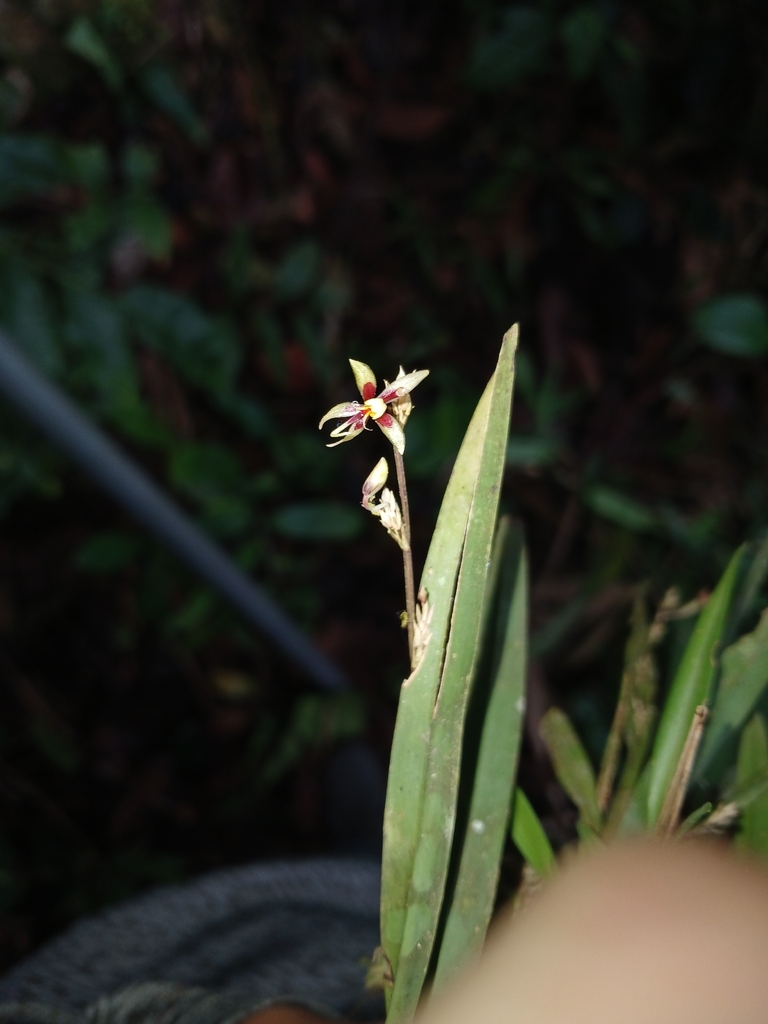 Oncidium cuculligerum