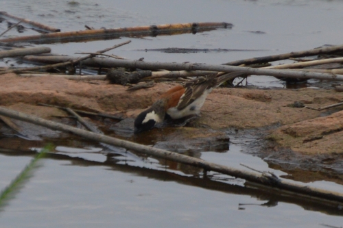 Passer melanurus